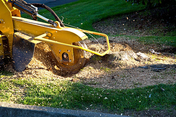 Best Dead Tree Removal  in USA